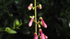 Penstemon × parishii