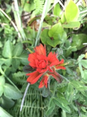 Castilleja litoralis