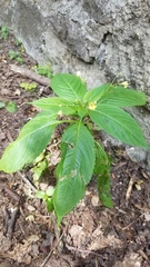 Impatiens parviflora