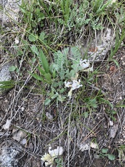 Oxytropis sericea