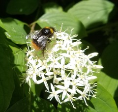 Bombus pratorum