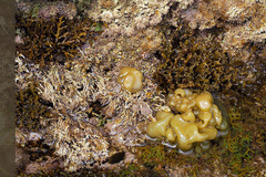 Colpomenia sinuosa