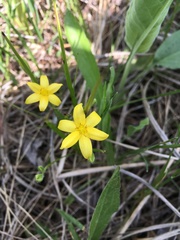 Hypoxis hirsuta