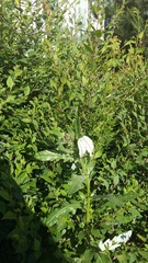 Cirsium arvense vestitum