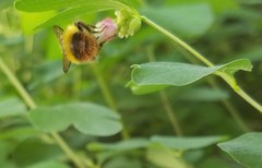 Bombus pratorum