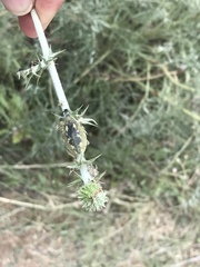 Larinus onopordi
