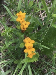 Lithospermum canescens