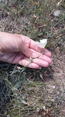 Convolvulus holosericeus
