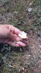 Convolvulus holosericeus