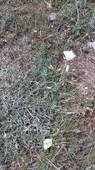 Convolvulus holosericeus
