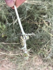 Larinus onopordi