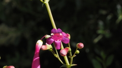 Penstemon × parishii