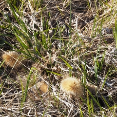 Carlina acaulis