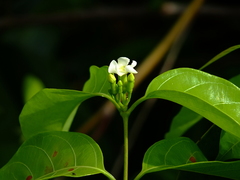 Secondatia densiflora