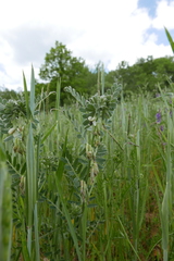 Vicia pannonica