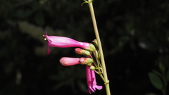 Penstemon × parishii
