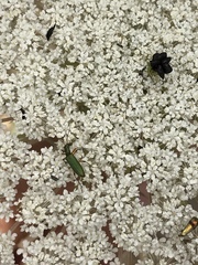 Chrysanthia flavipes