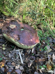 Butyriboletus loyo