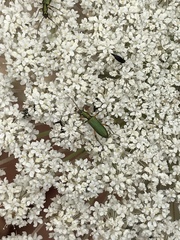 Chrysanthia flavipes