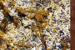 Nemalion elminthoides