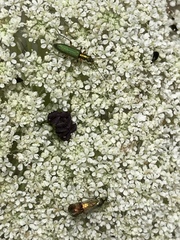 Chrysanthia flavipes