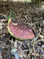 Butyriboletus loyo