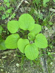 Smilax ecirrhata