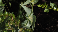 Penstemon × parishii
