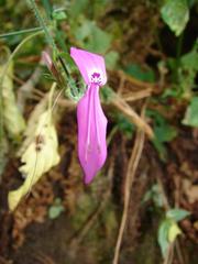 Dicliptera brachiata