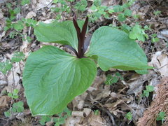 Trillium angustipetalum