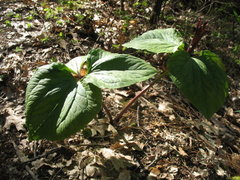Trillium angustipetalum