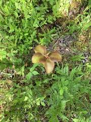 Sarracenia purpurea venosa