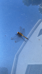 Leucorrhinia intacta