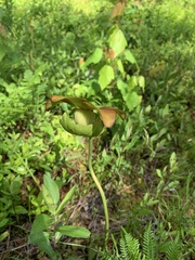 Sarracenia purpurea venosa