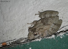Scinax acuminatus