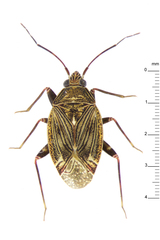 Peritropis