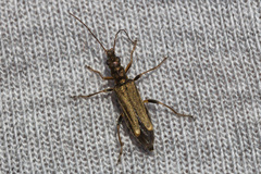 Oedemera barbara