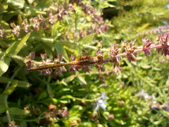 Orthetrum chrysostigma