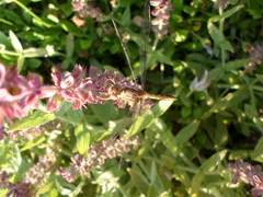 Orthetrum chrysostigma