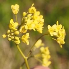 Biscutella laevigata