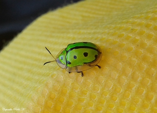 Coptocycla adamantina
