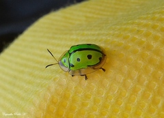 Coptocycla adamantina