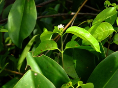 Secondatia densiflora