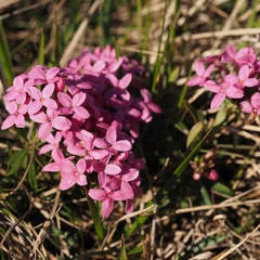 Daphne cneorum