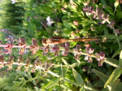 Orthetrum chrysostigma