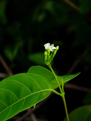 Secondatia densiflora