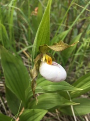 Cypripedium candidum
