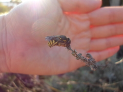 Anthidium florentinum