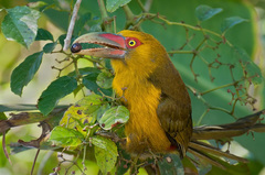 Saffron Toucanet photo 4