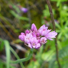 Allium serra